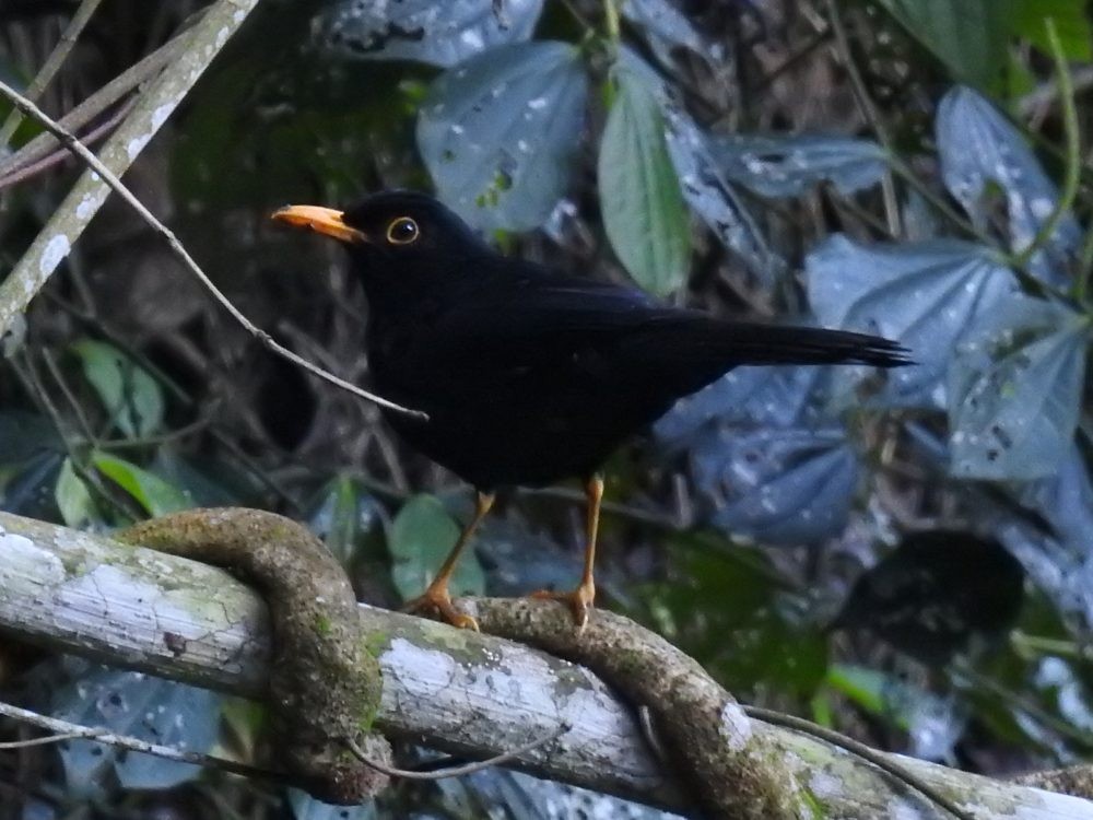 Glossy-black Thrush - ML637339544
