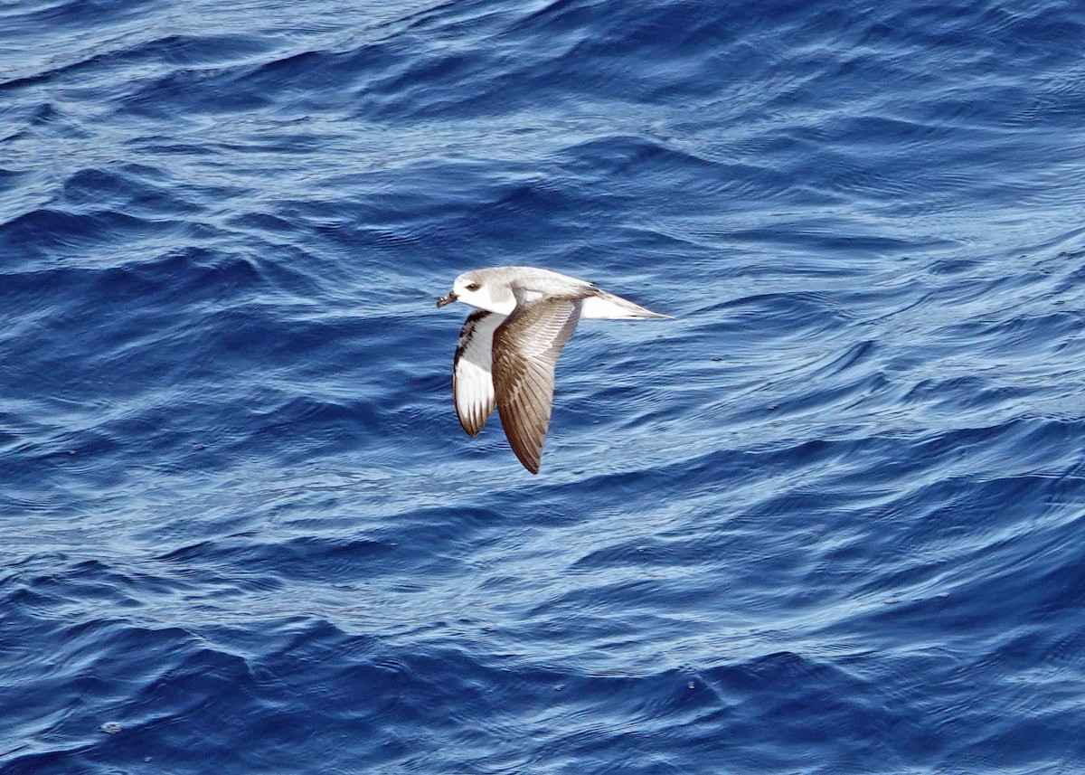 Masatierra Petrel - ML637339624