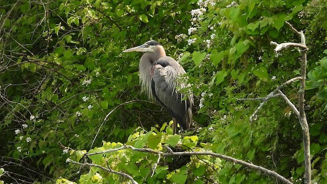 Great Blue Heron - ML637339635