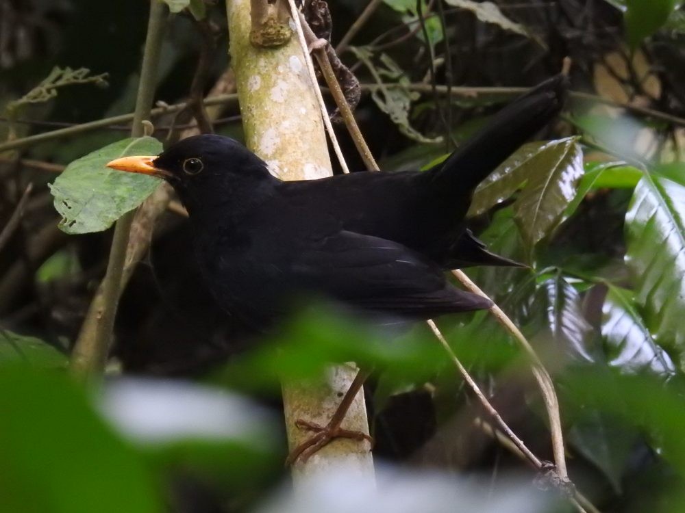 Glossy-black Thrush - ML637339643