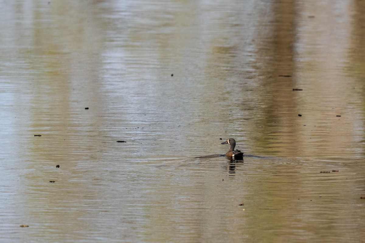 Blue-winged Teal - ML637339698