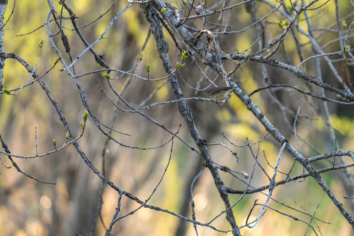 Northern Waterthrush - ML637339706