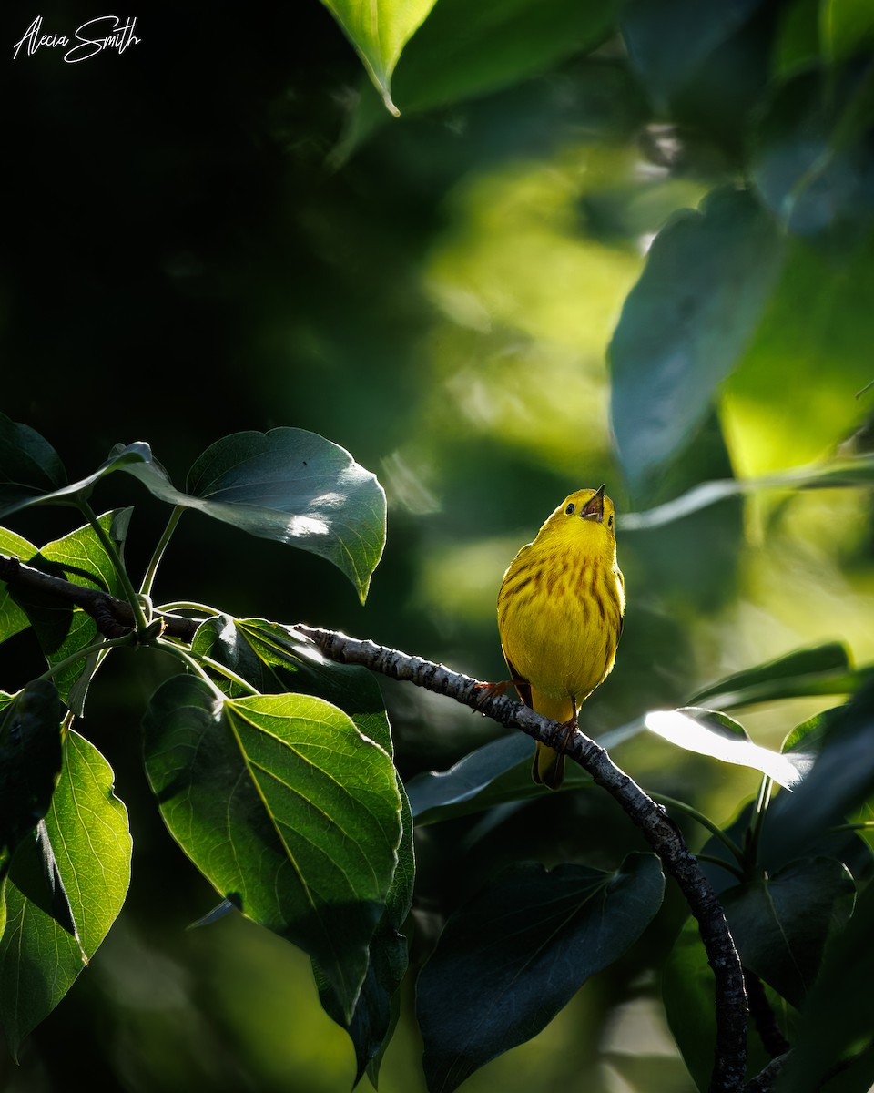 Yellow Warbler - ML637339779