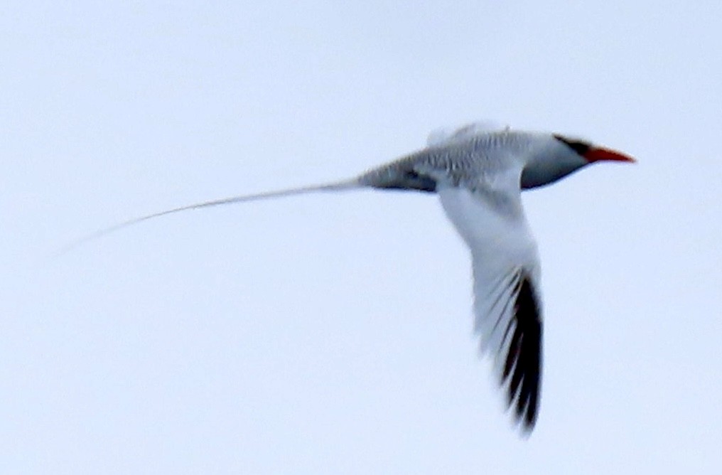 Red-billed Tropicbird - ML637339841