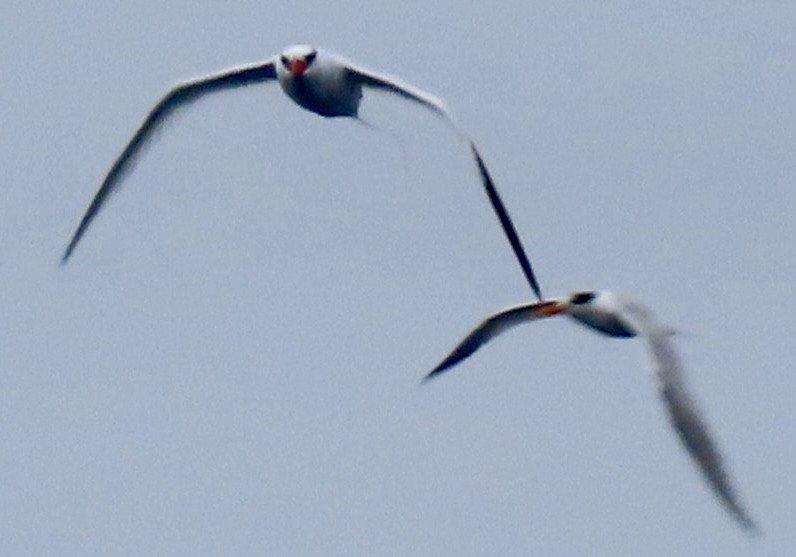 Red-billed Tropicbird - ML637339842