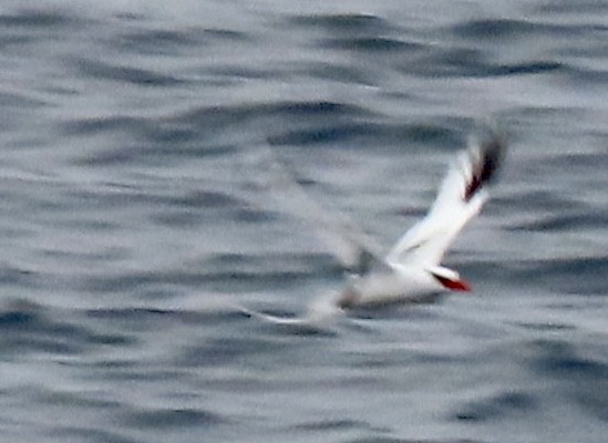 Red-billed Tropicbird - ML637339843