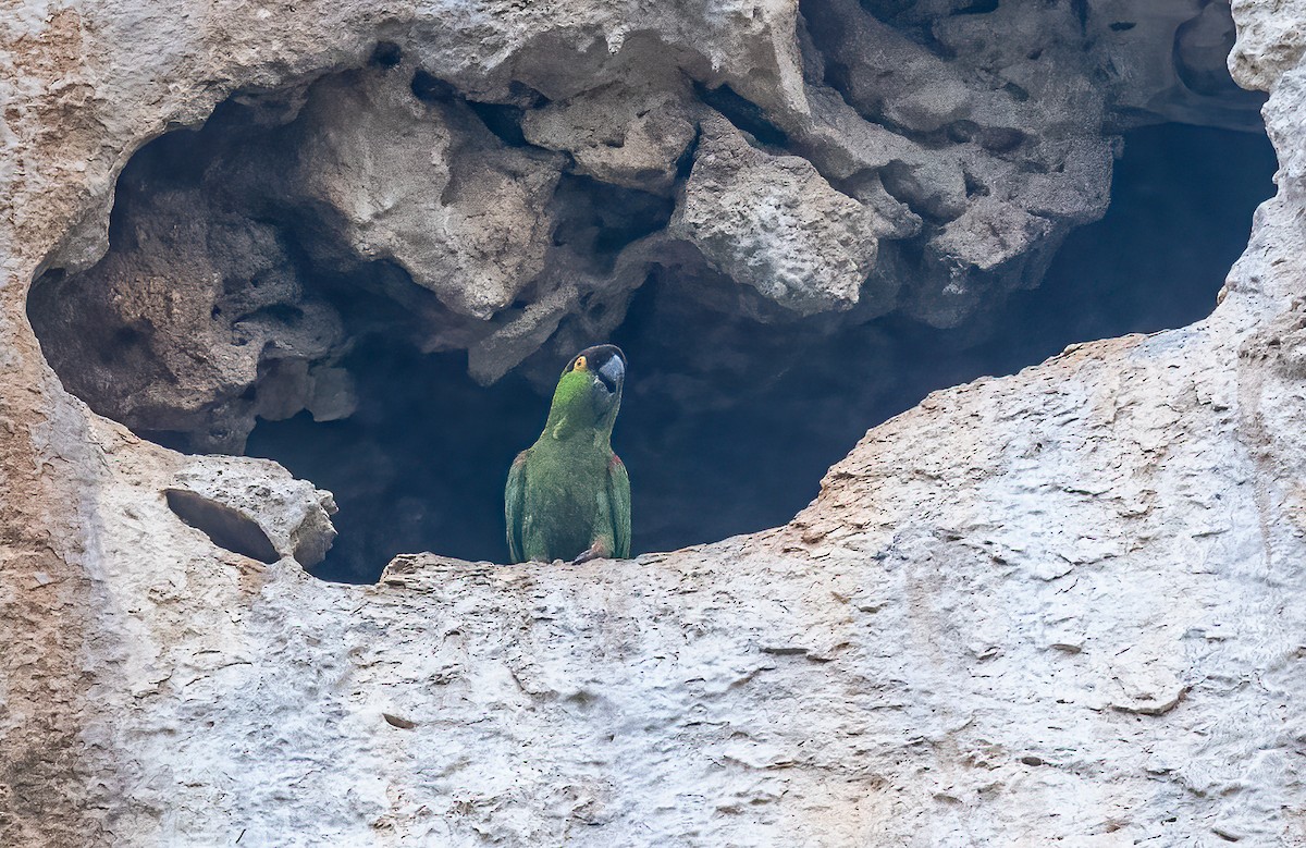 Maroon-fronted Parrot - ML637339919