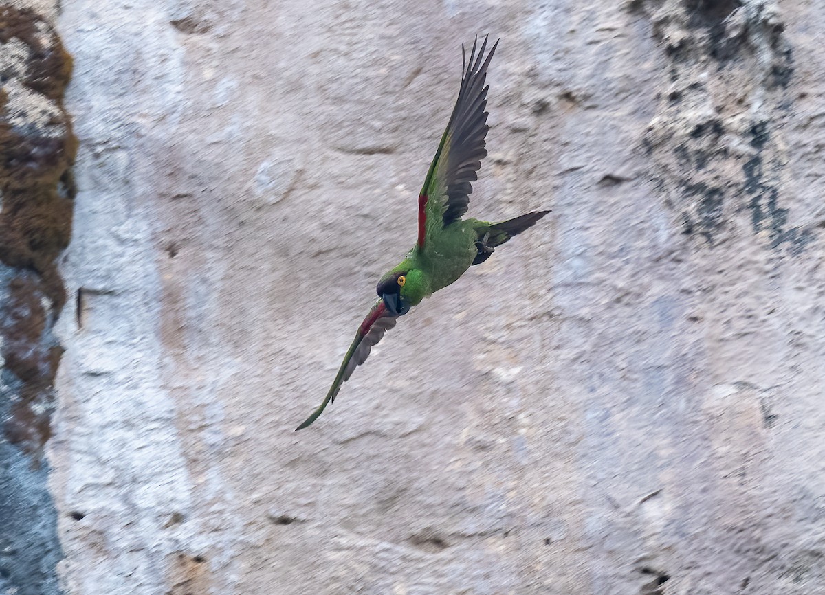 Maroon-fronted Parrot - ML637339920