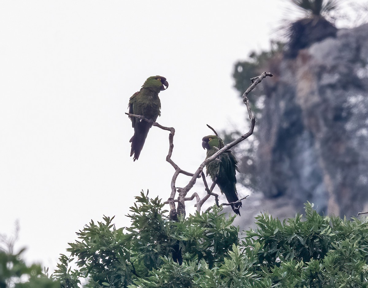 Maroon-fronted Parrot - ML637339925