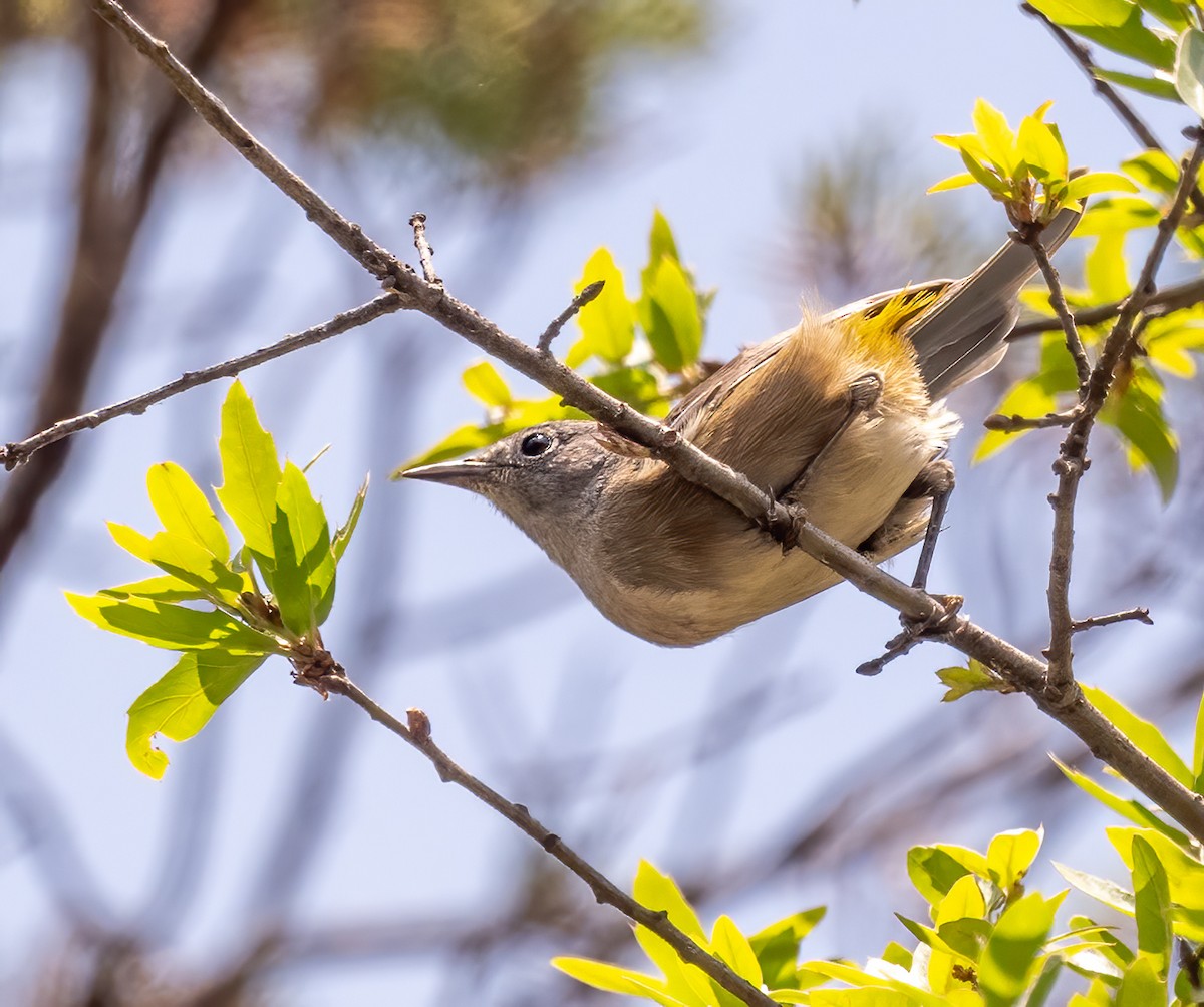 Colima Warbler - ML637339965