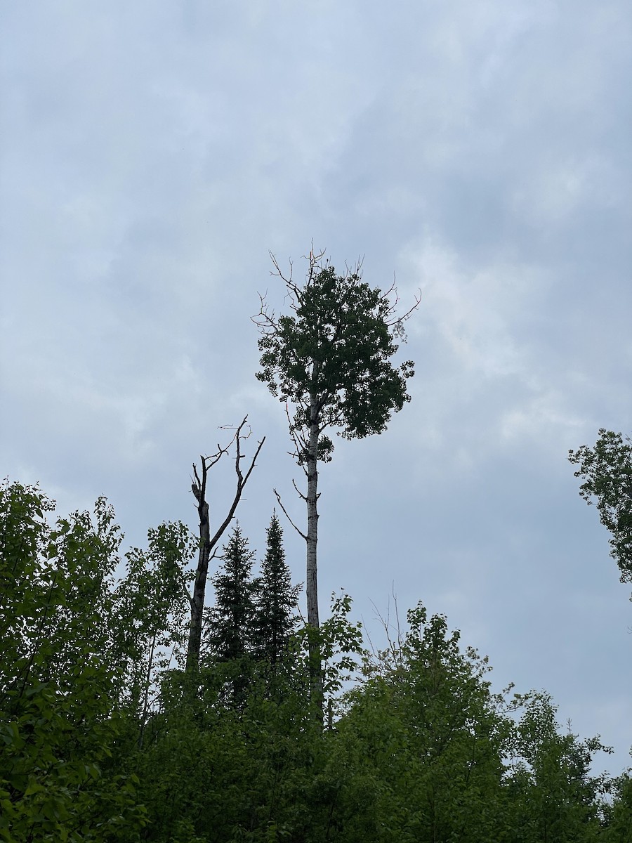 Not specified - Ben Shamgochian