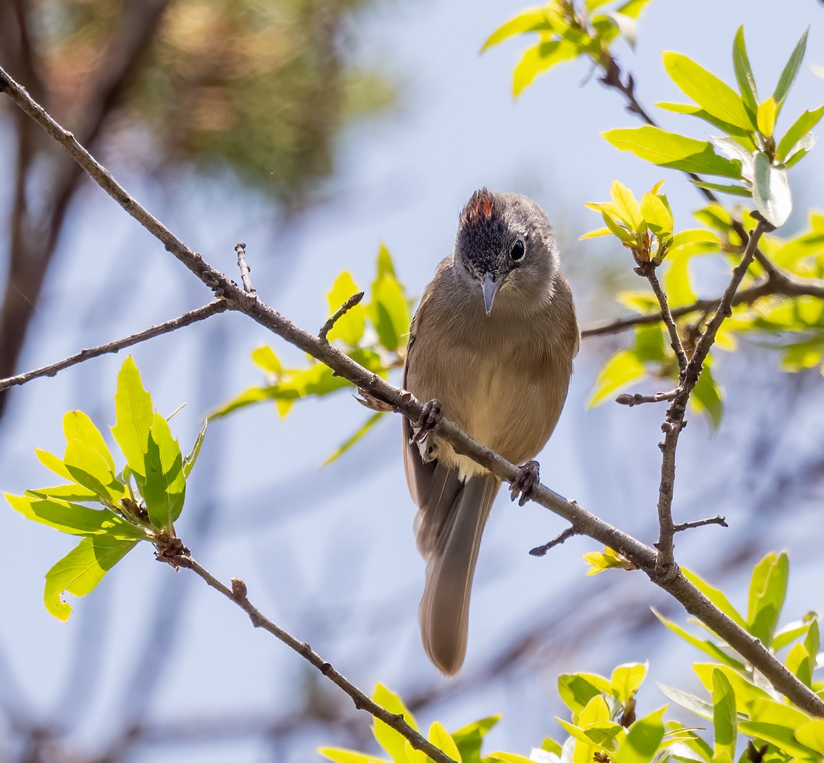 Colima Warbler - ML637339976