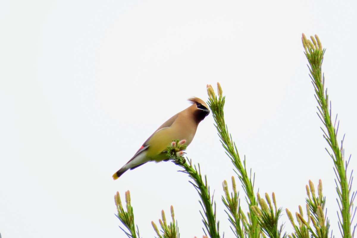 Cedar Waxwing - ML637339979