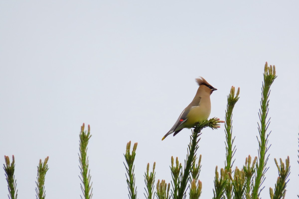 Cedar Waxwing - ML637339980