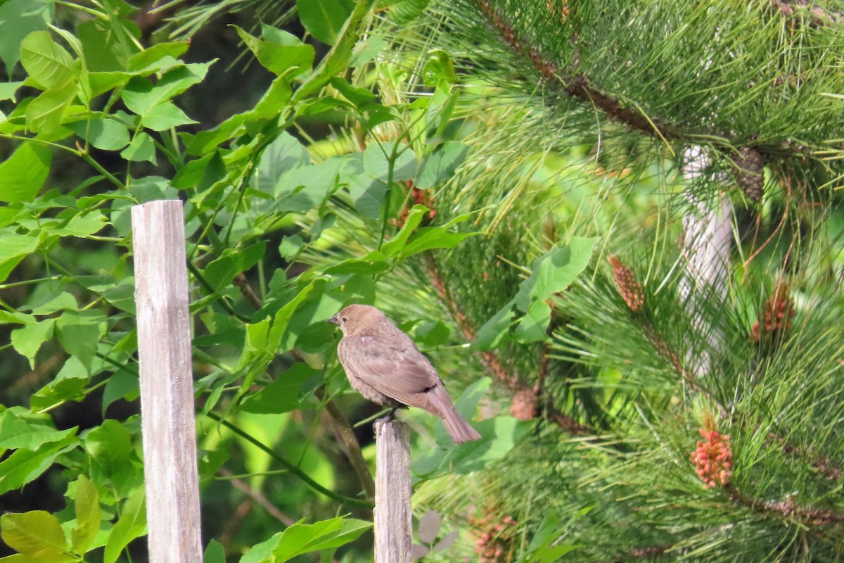 Brown-headed Cowbird - ML637339987