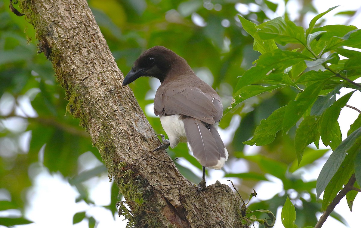 Brown Jay - ML637339988