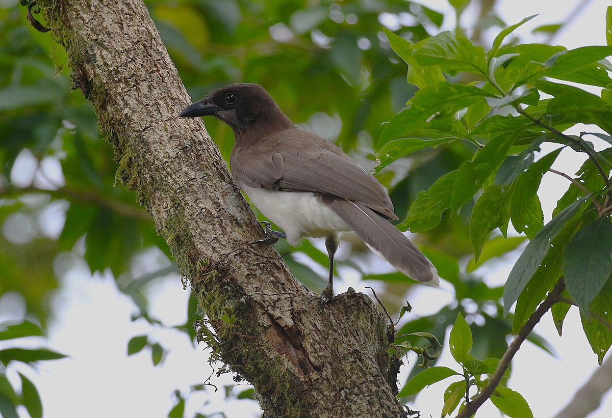 Brown Jay - ML637339989
