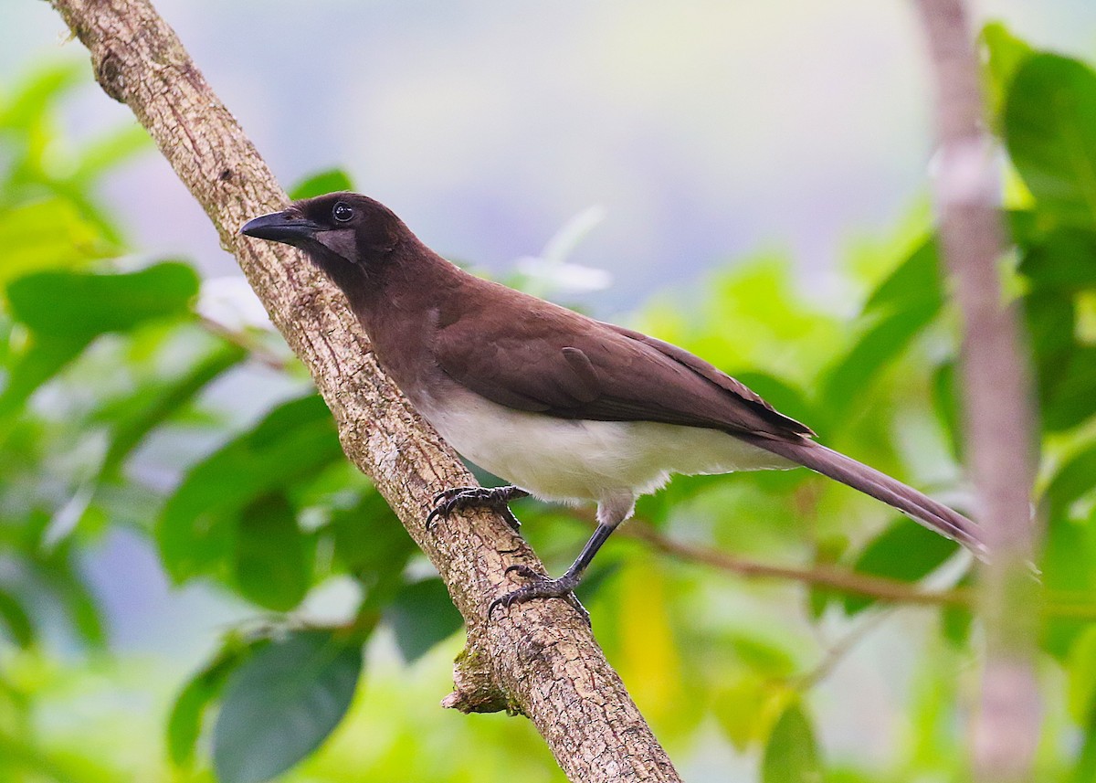 Brown Jay - ML637339990