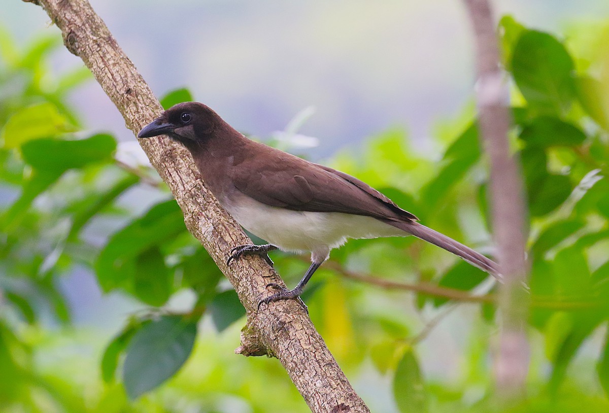 Brown Jay - ML637339991