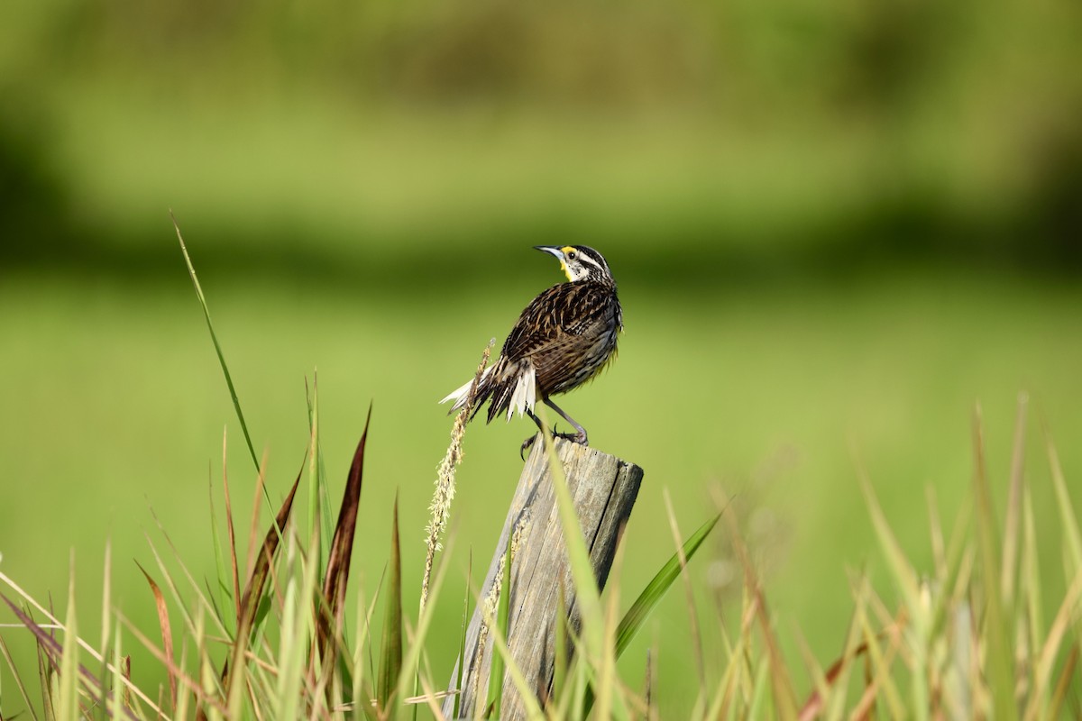 Eastern Meadowlark - ML637340112