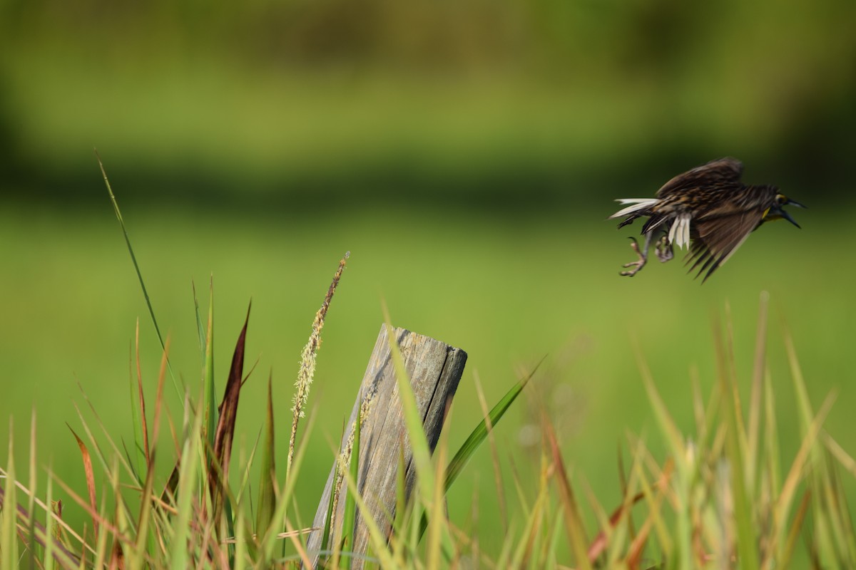 Eastern Meadowlark - ML637340116