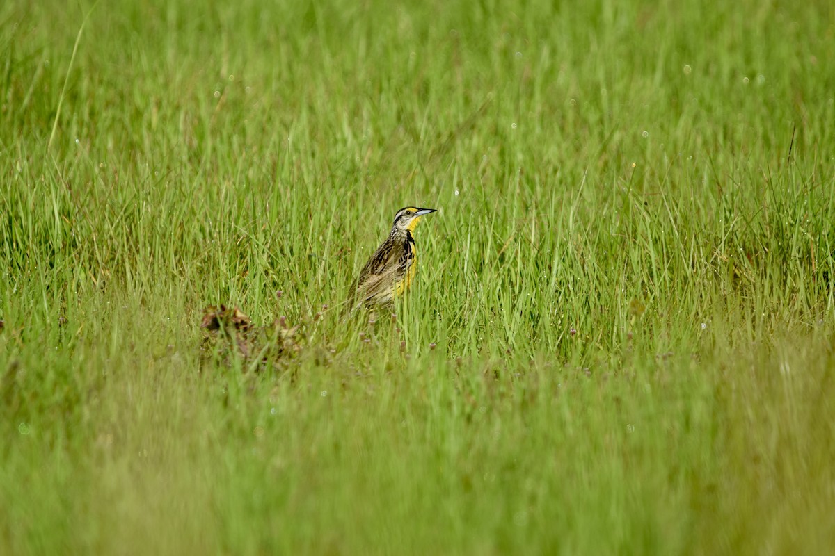 Eastern Meadowlark - ML637340118