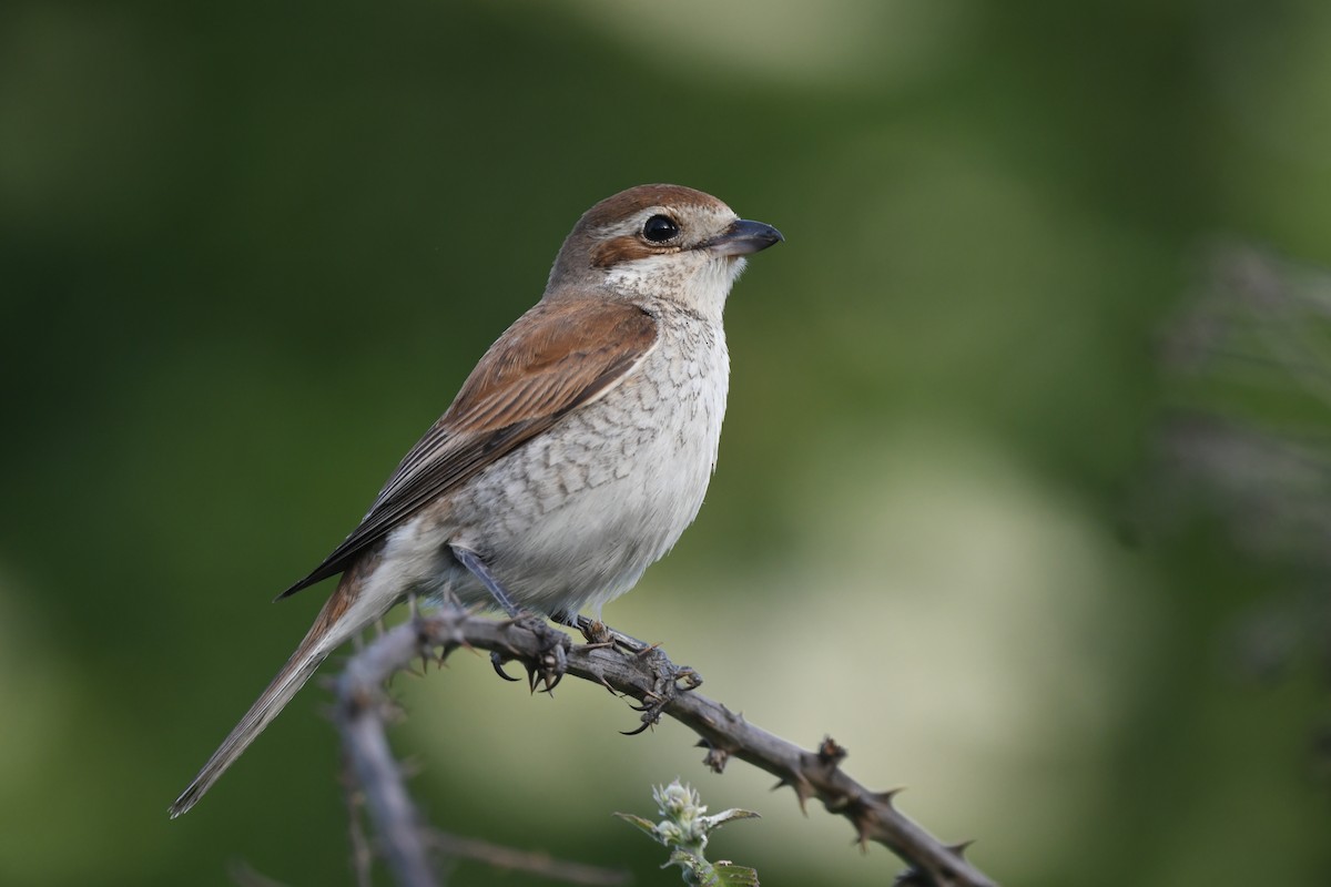 Red-backed Shrike - ML637340132
