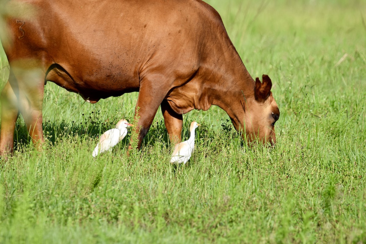 Western Cattle-Egret - ML637340137