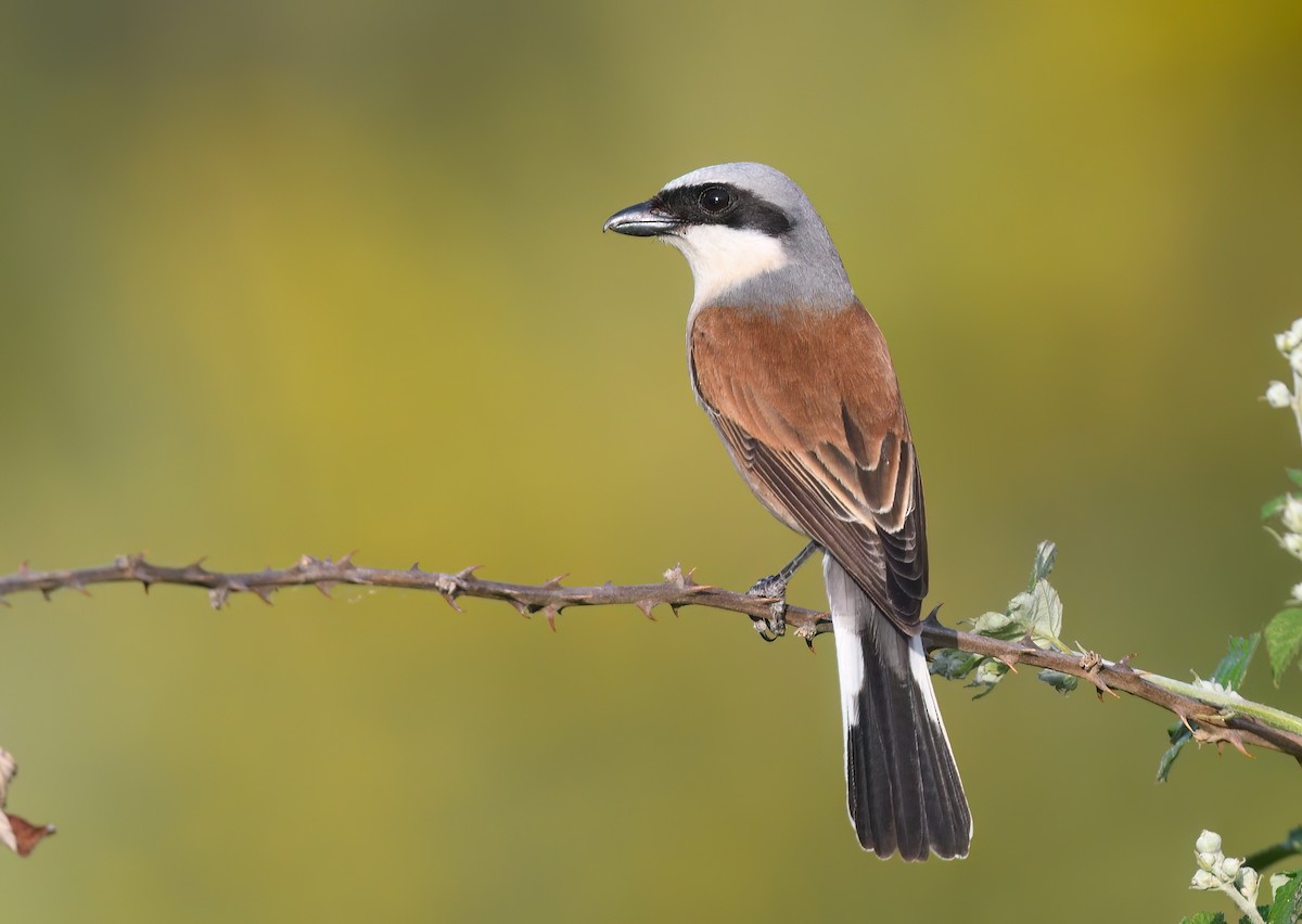 Red-backed Shrike - ML637340191
