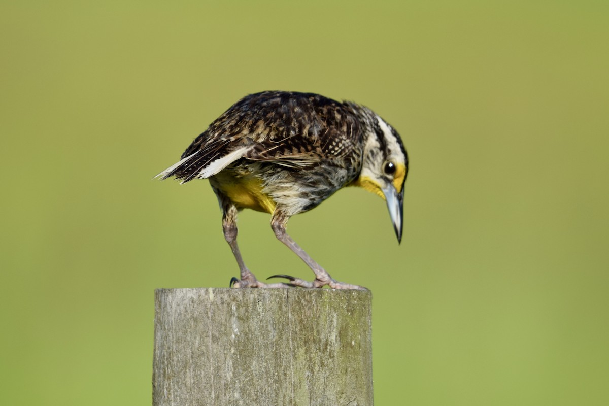 Eastern Meadowlark - ML637340198