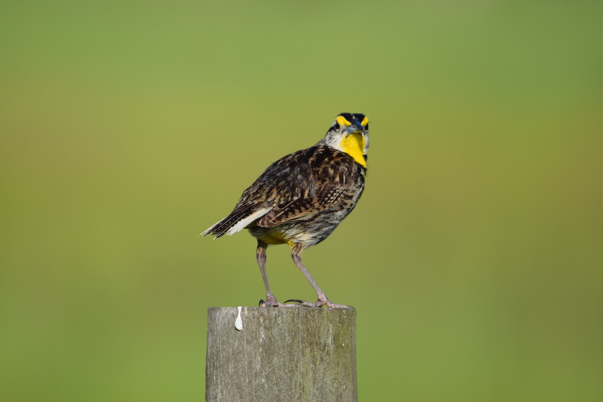 Eastern Meadowlark - ML637340204