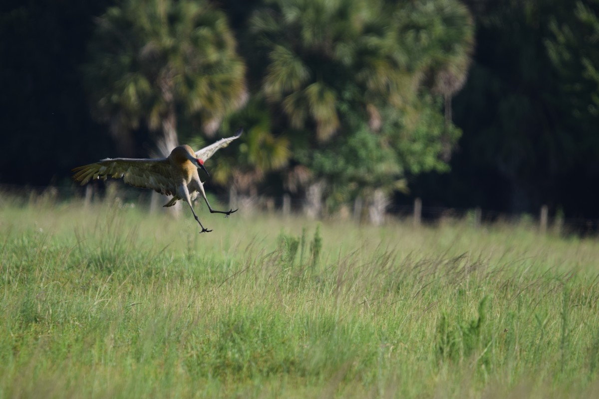 Sandhill Crane - ML637340226