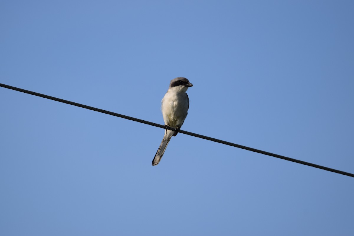 Loggerhead Shrike - ML637340234