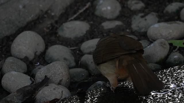 Masked Laughingthrush - ML637340262