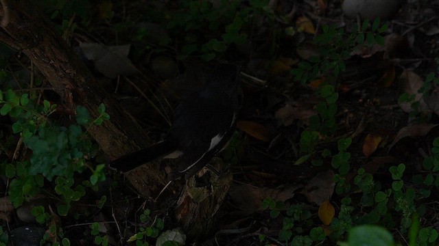 Oriental Magpie-Robin (Oriental) - ML637340290