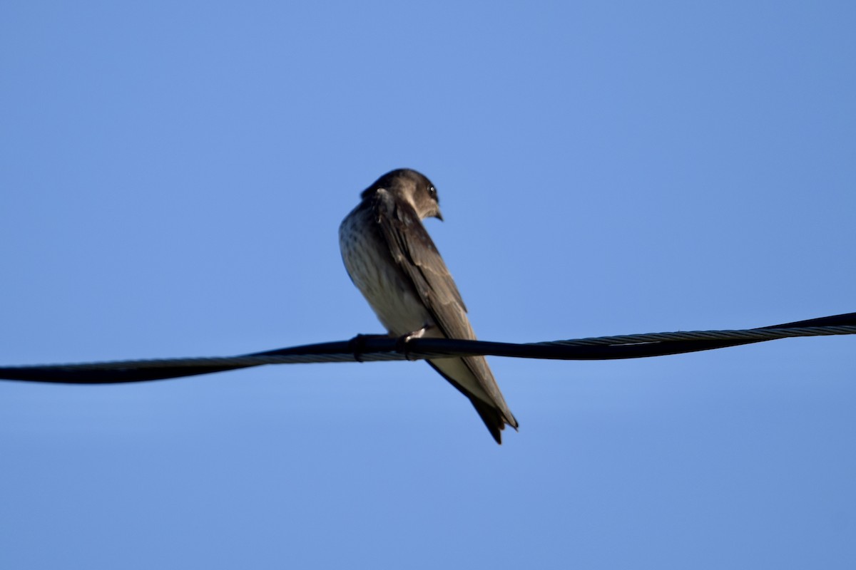 Purple Martin - ML637340326