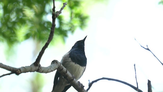 Oriental Magpie-Robin (Oriental) - ML637340329