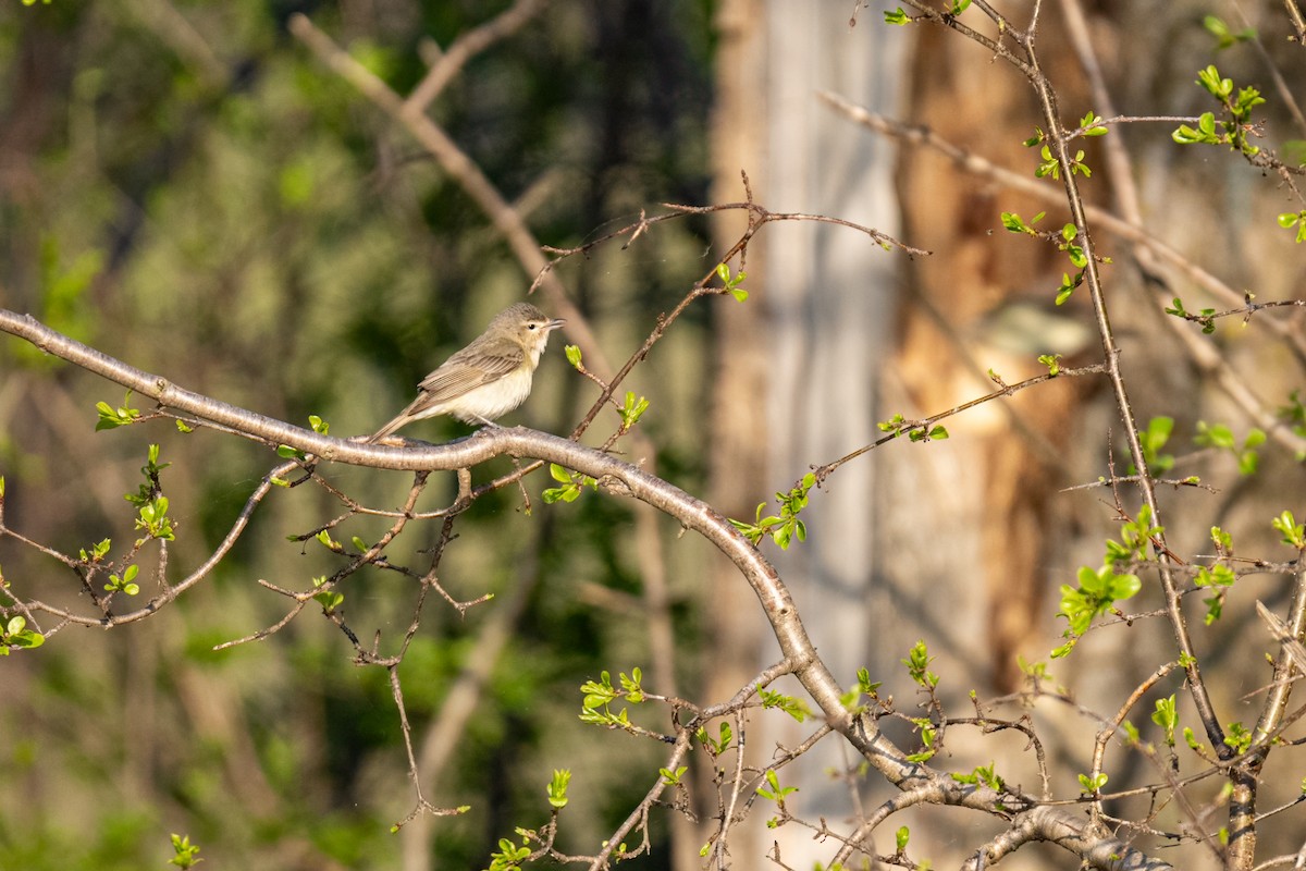 Warbling Vireo - ML637340421