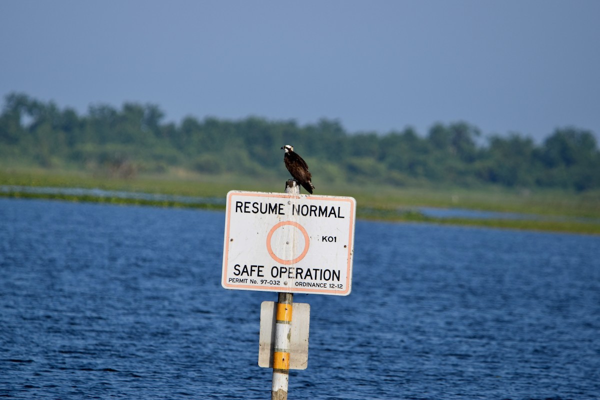 Osprey - ML637340448