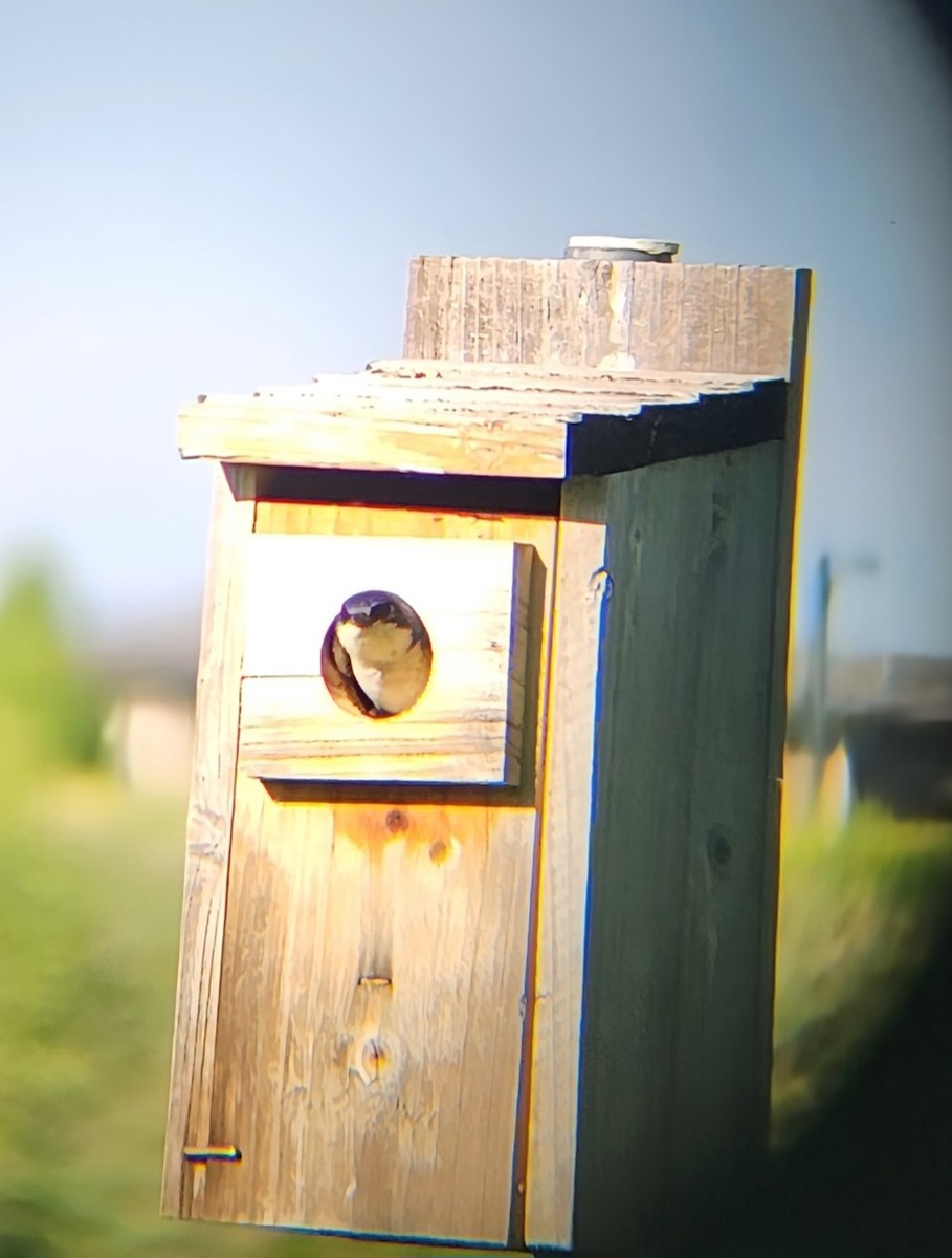 Tree Swallow - ML637340464