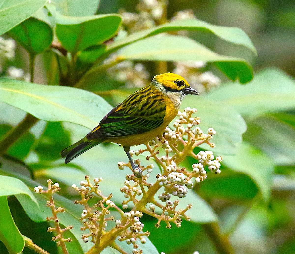 Silver-throated Tanager - ML637340466