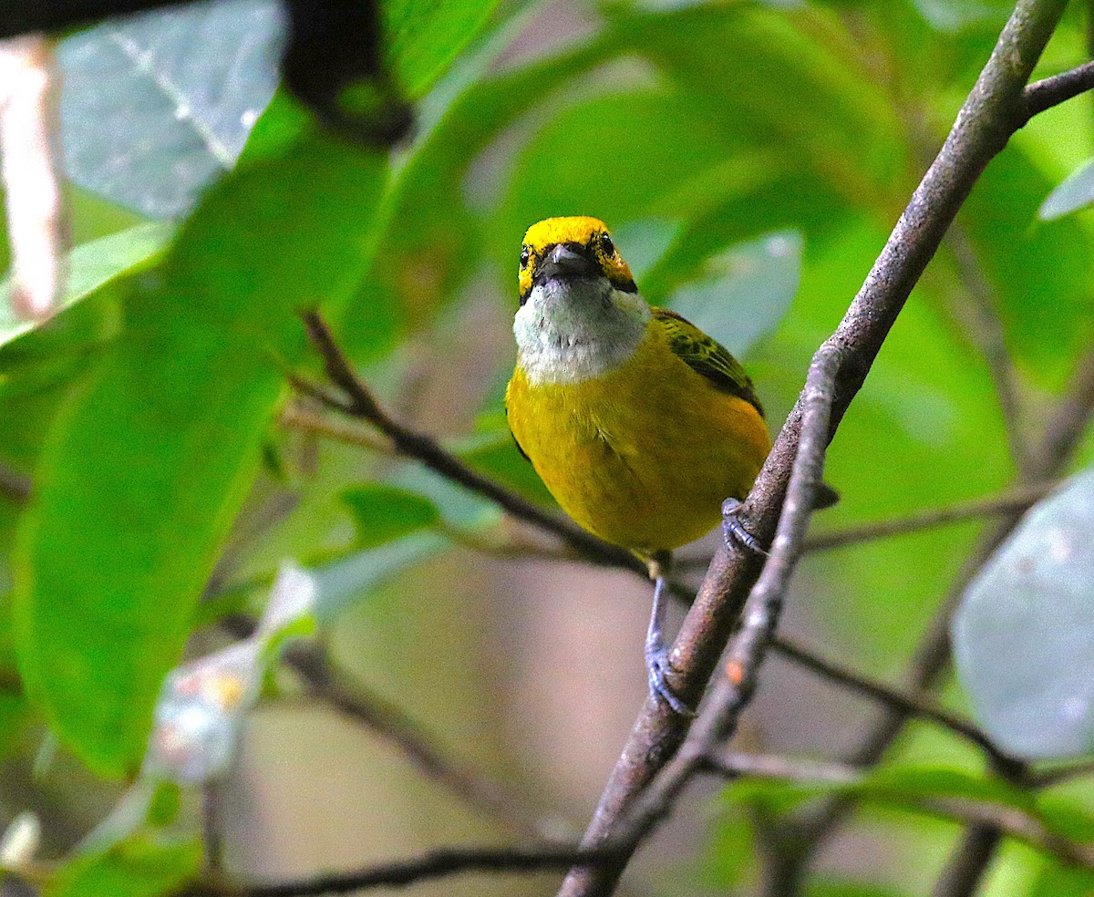 Silver-throated Tanager - ML637340467