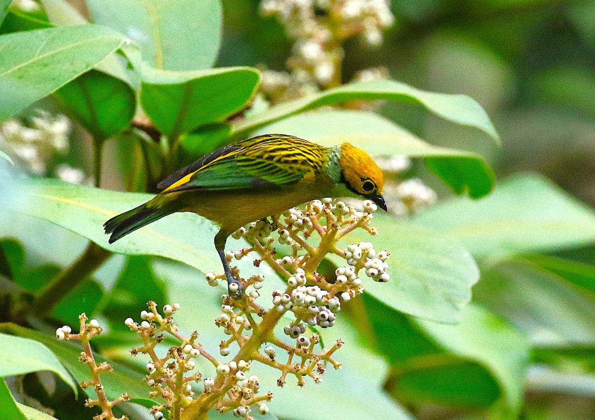 Silver-throated Tanager - ML637340469