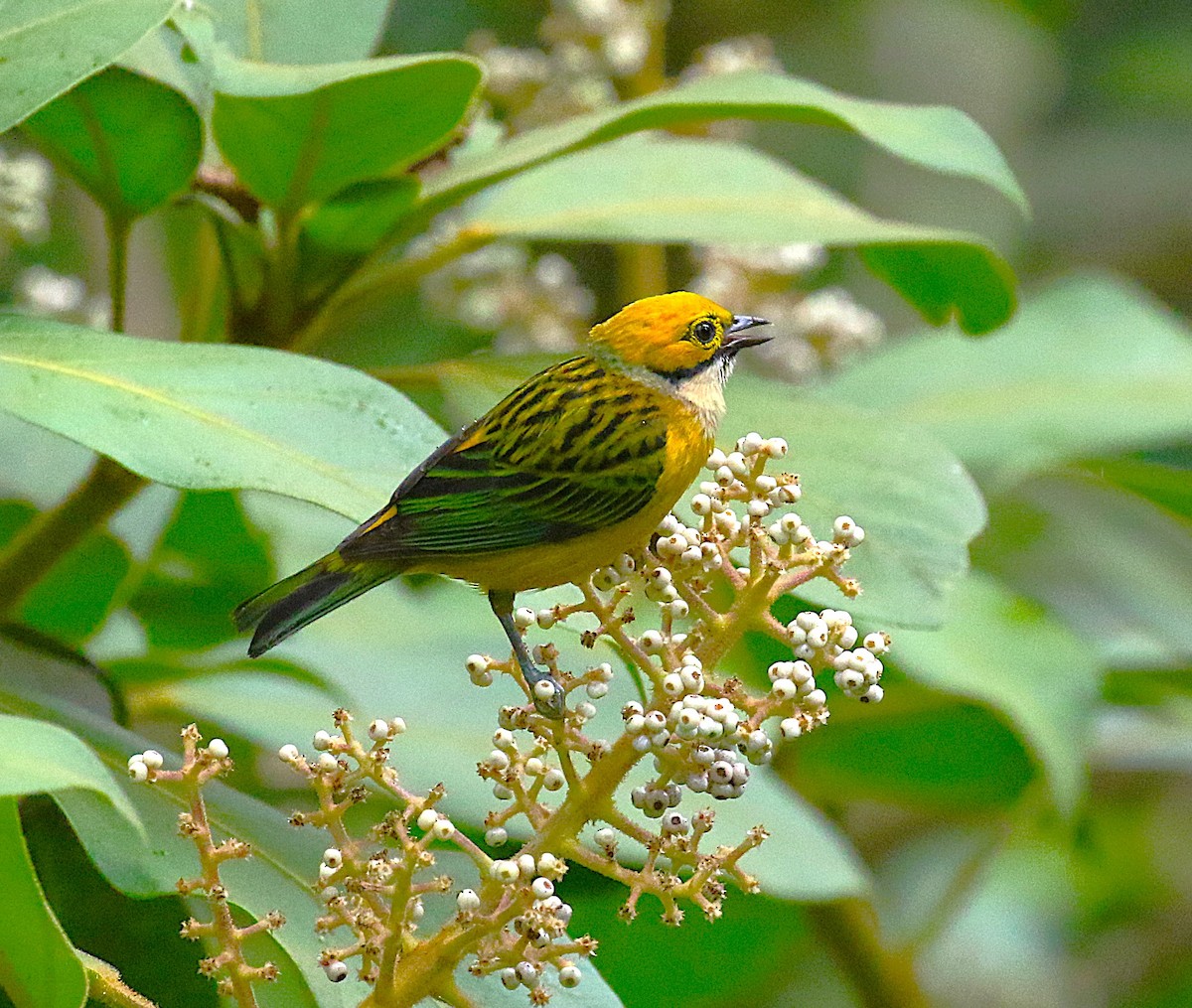 Silver-throated Tanager - ML637340470