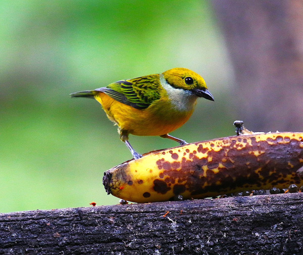 Silver-throated Tanager - ML637340471