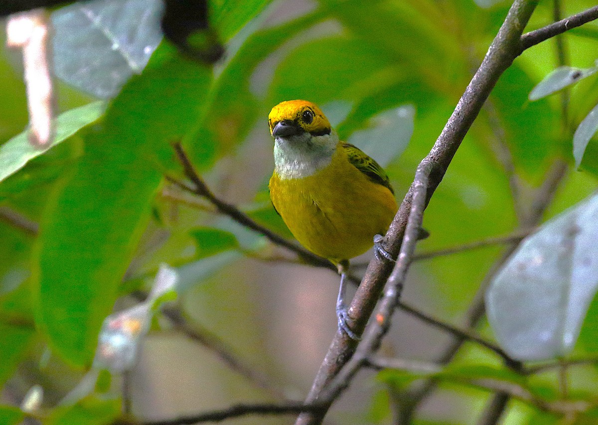 Silver-throated Tanager - ML637340473