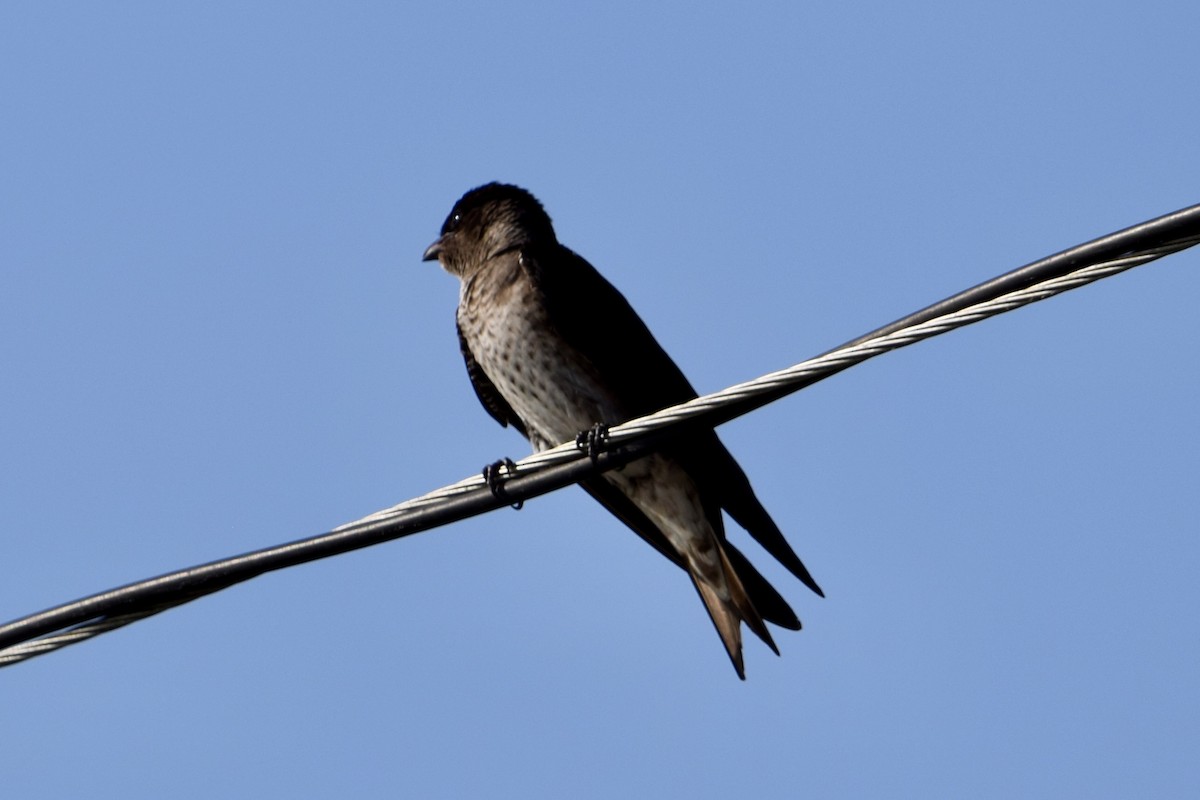 Purple Martin - ML637340476