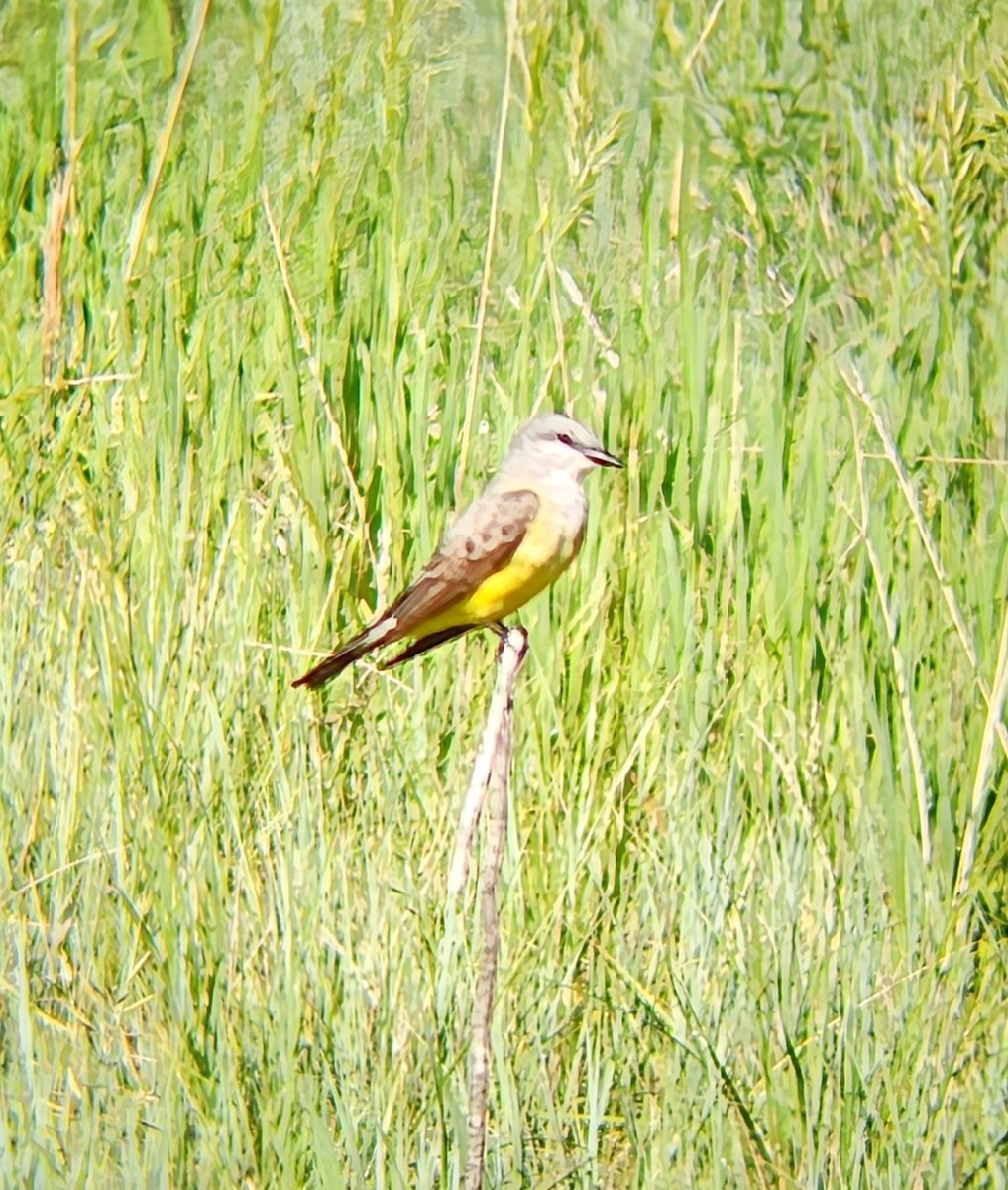 Western Kingbird - ML637340488
