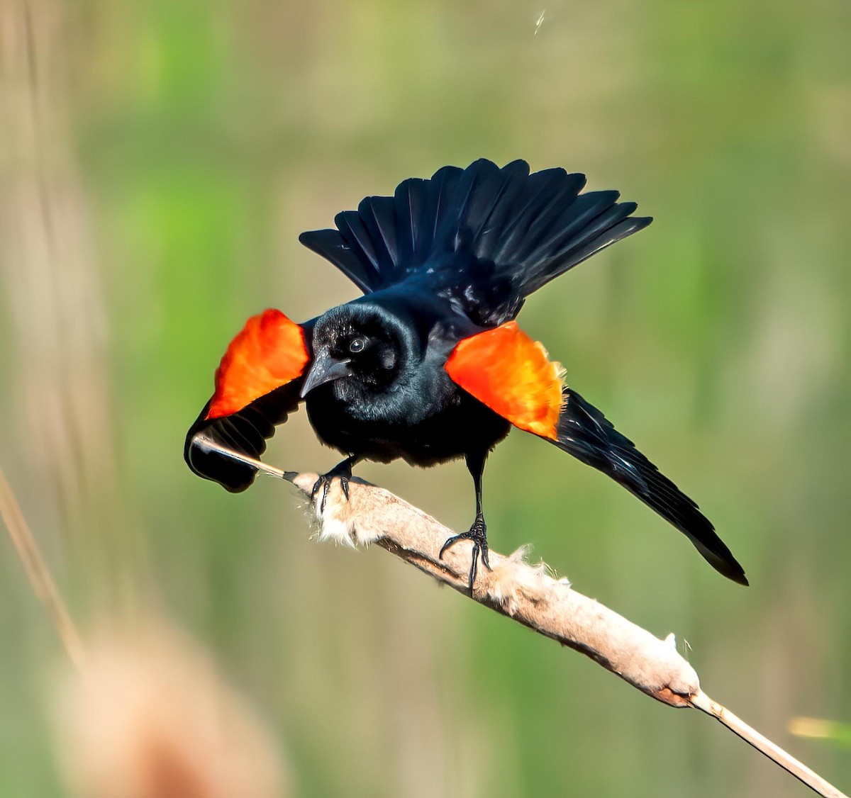 Red-winged Blackbird - ML637340490