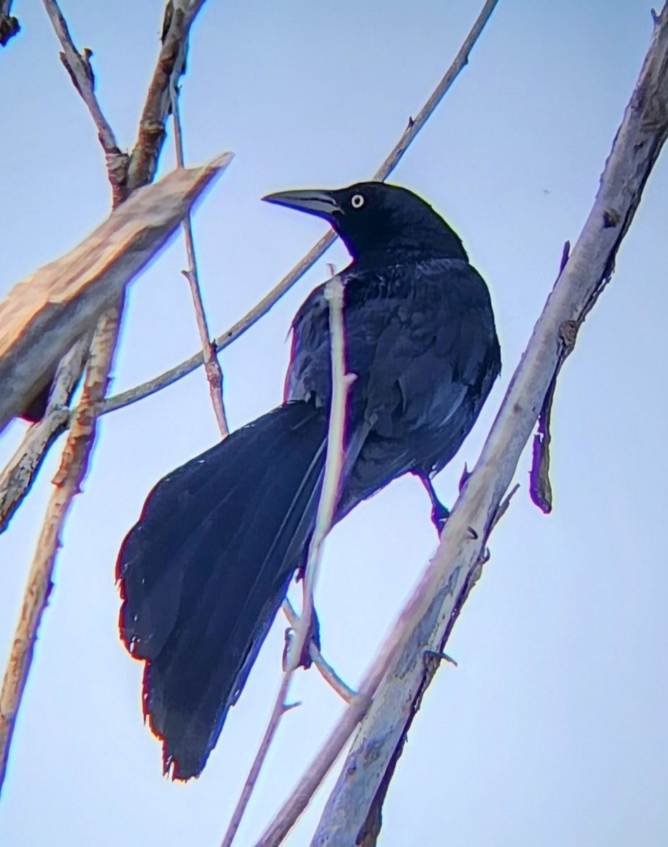 Great-tailed Grackle - ML637340507